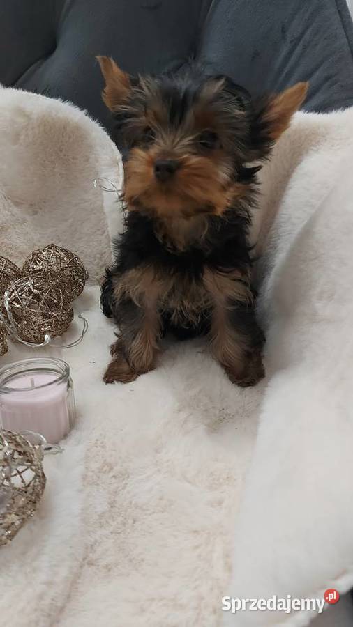 Mała dziewczynka yorkshire terrier York