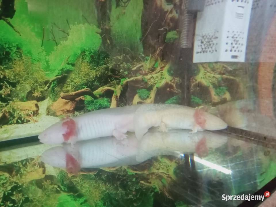 Akselotl Piękne Okazy Mysłowice