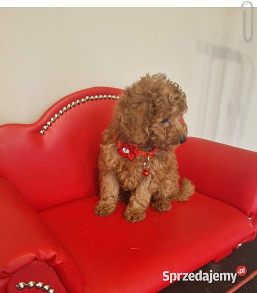 Pudel Toy redpudelek suczka Częstochowa