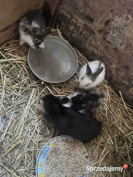 Sprzedam króliki Turek