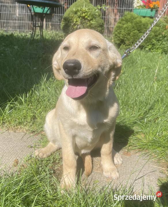 Labrador szczeniak Bielsko-Biała