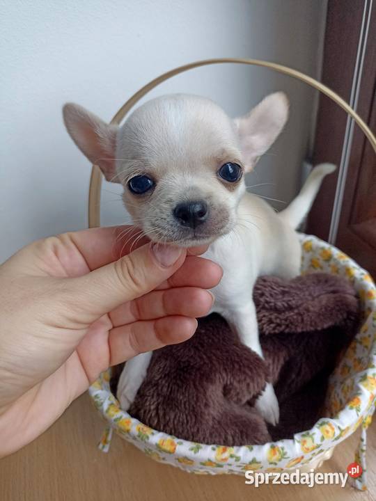 Mini Suczka kremowo biała chihuahua krótkowłosa Bełchatów