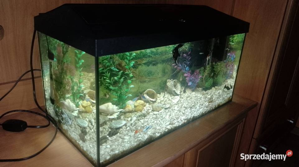 Akwarium aquael 55 litraRybki Czarzyzna