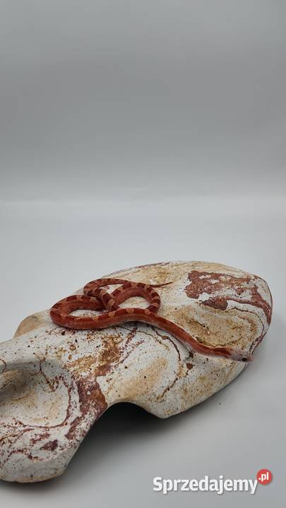 Piękny samiec węża zbożowego Bloodred Pied Sited Olsztyn
