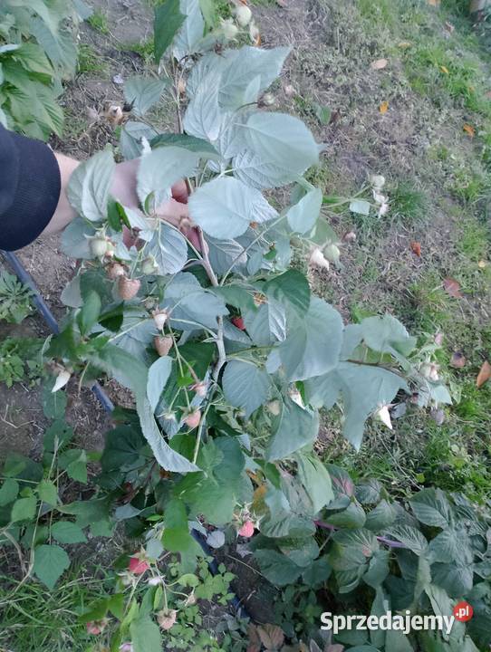 Maliny jesienne Mapema Polonez Poemat Chmielnik-Kolonia