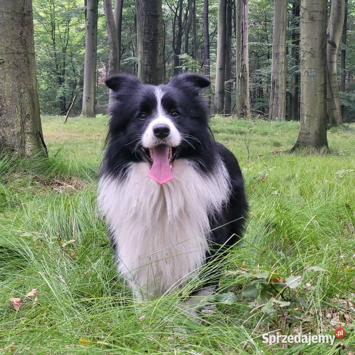 Reproduktor Border Collie FCI Katowice