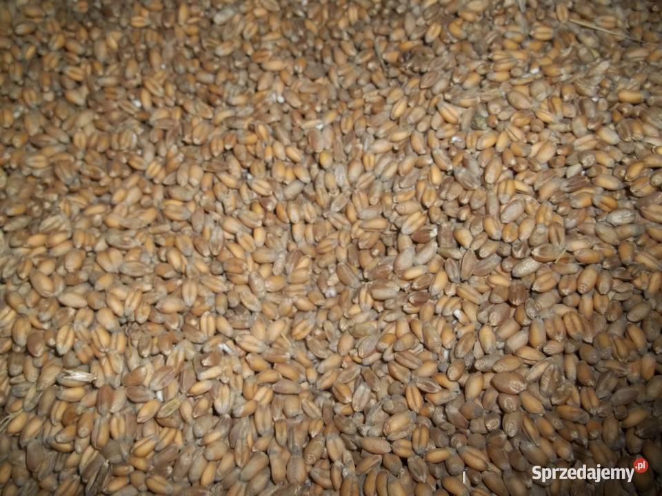 pszenica pszenżyto owies Goczałkowice-Zdrój