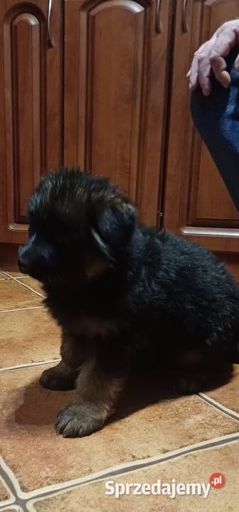 Owczarek niemiecki długowłosy potężne szczeniaki