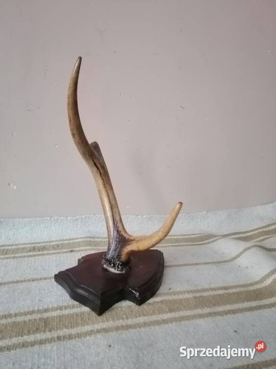 Poroże z podstawka Legnica sprzedam