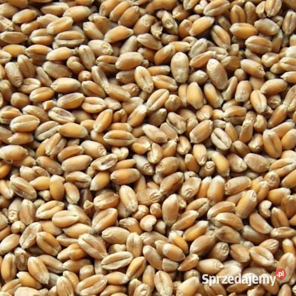 Sprzedam Pszenice Zboża Łaziska Górne