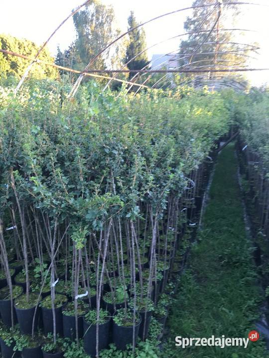 Porzeczki i agresty szczepione na pniu Poznań