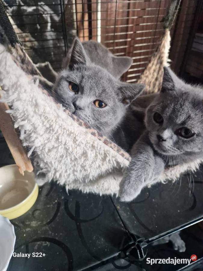 Kotek brytyjski niebieski i ragdoll dolnośląskie Leśna
