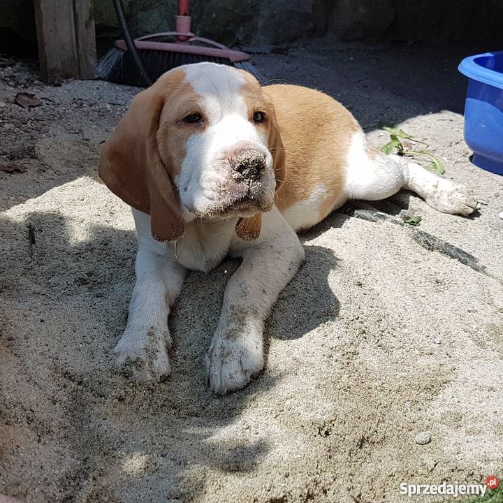 Dwa pieski i suczka rasy Beagle Bigle małopolskie Nowy Sącz