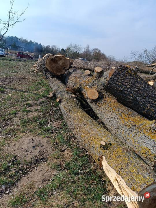 Topola kłoda drzewo drewno plastry Pozostałe
