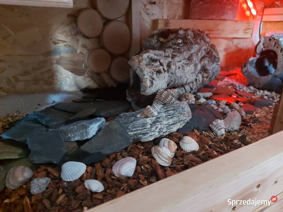 Gekon lamparci terrarium sprzedam
