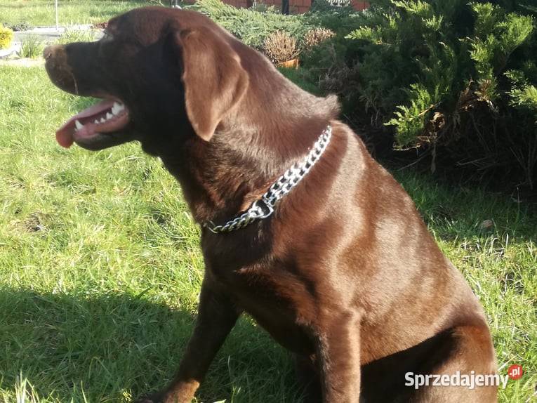 loablador czekoladowy szuka nowego domu Labrador Radomsko