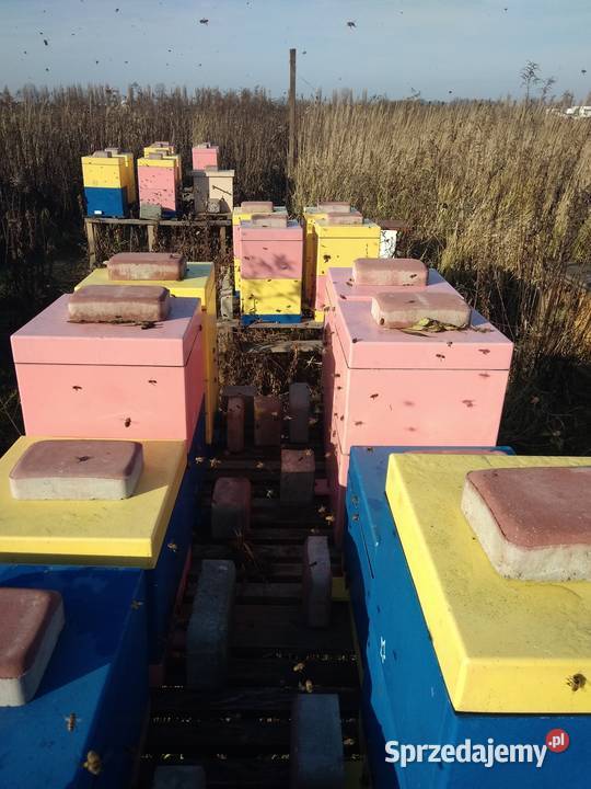 Matki pszczele HYG Odpornę na Warrozę Buckfast mazowieckie