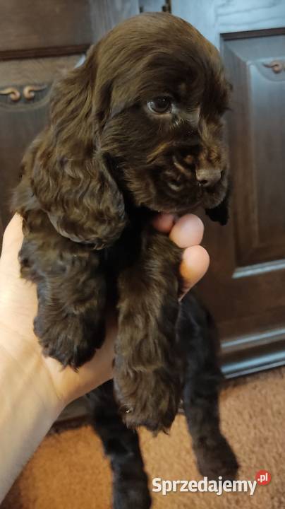 Wspaniałe szczeniaczki Cocker Spaniel z