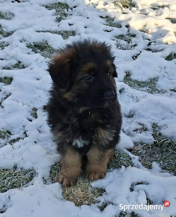 owczarek niemiecki długowłosy dolnośląskie Długołęka