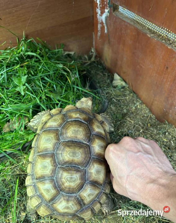 Zółw pustynny żółw lądowy centrochelys sulcata Miechów sprzedam