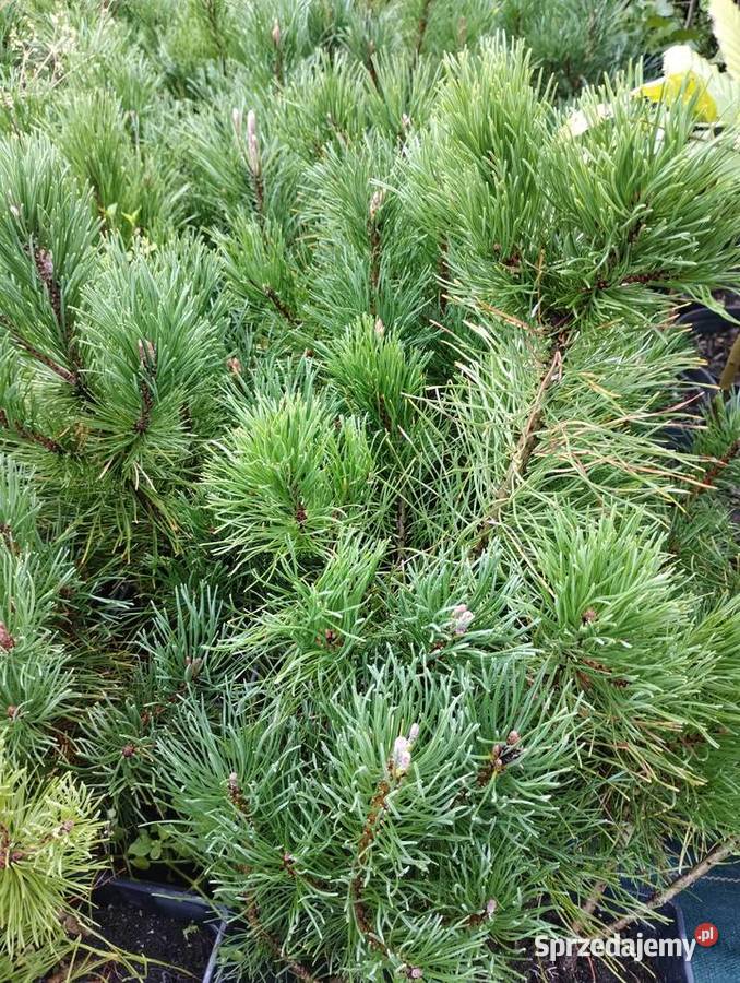 Kosodrzewina sadzonki w doniczkach Pinus mugo Buczków
