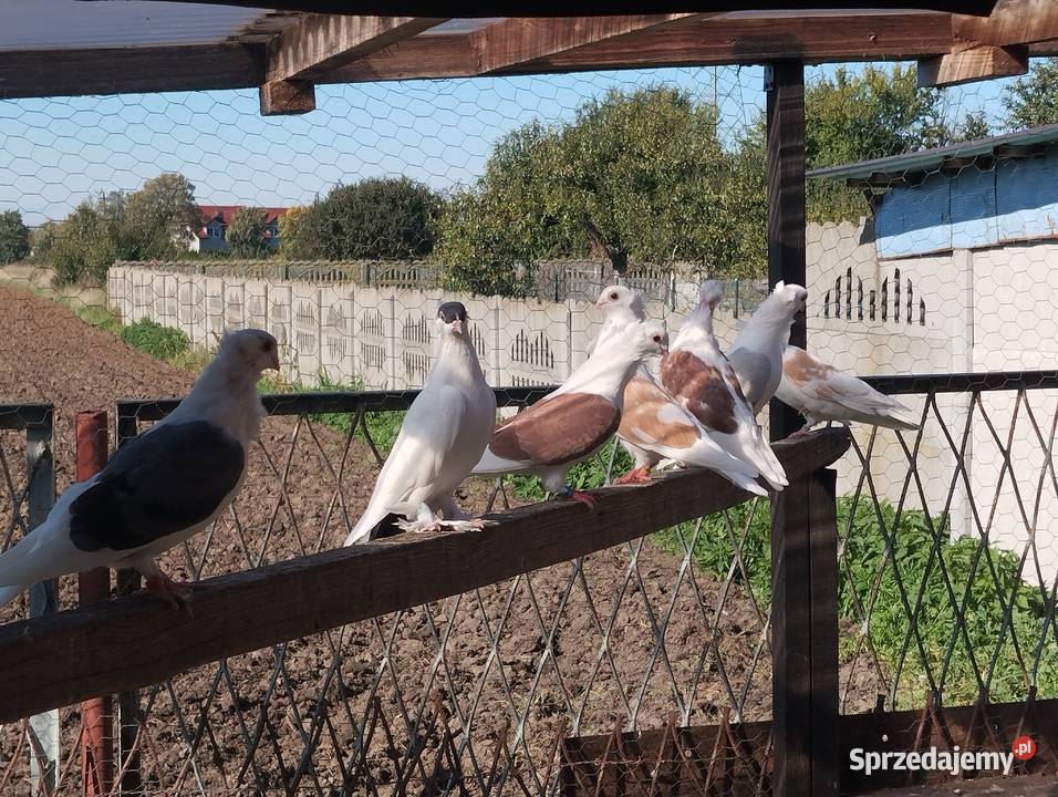 MEWKI para wysyłam Głogów