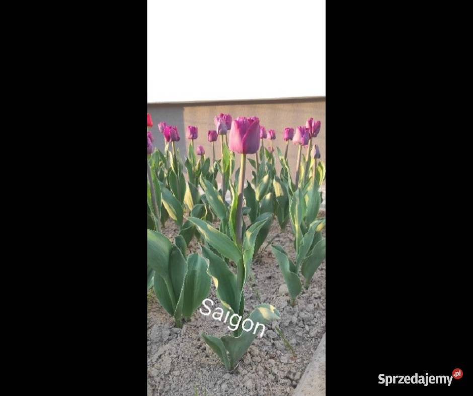 Sprzedam Cebulki Tulipanów Holenderskich Zamość