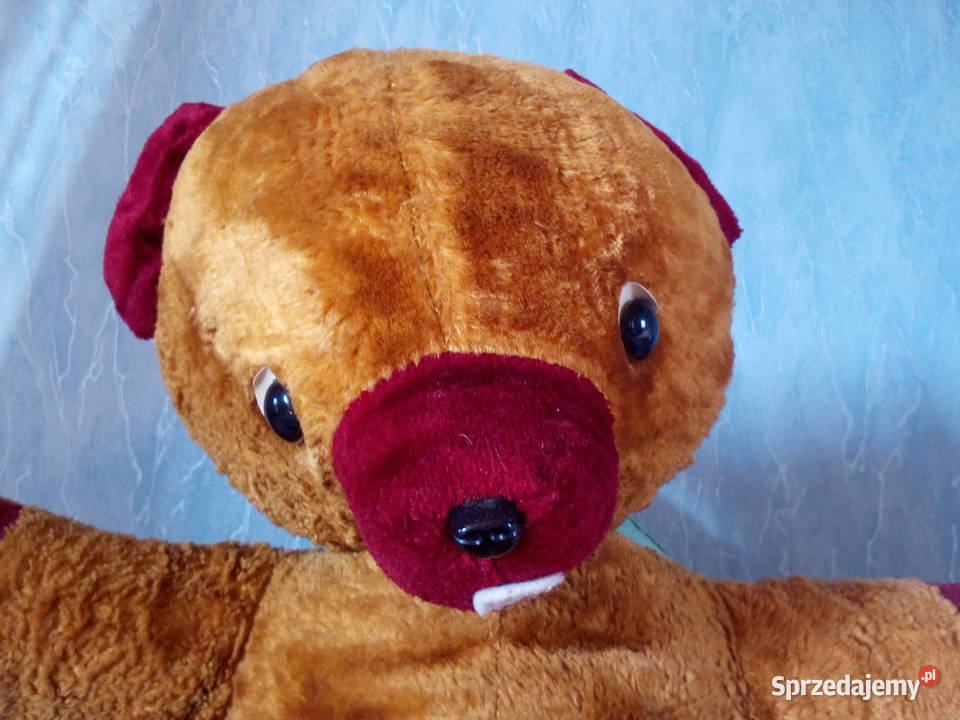 Miś leżący długość ok 60 zachodniopomorskie Mielno