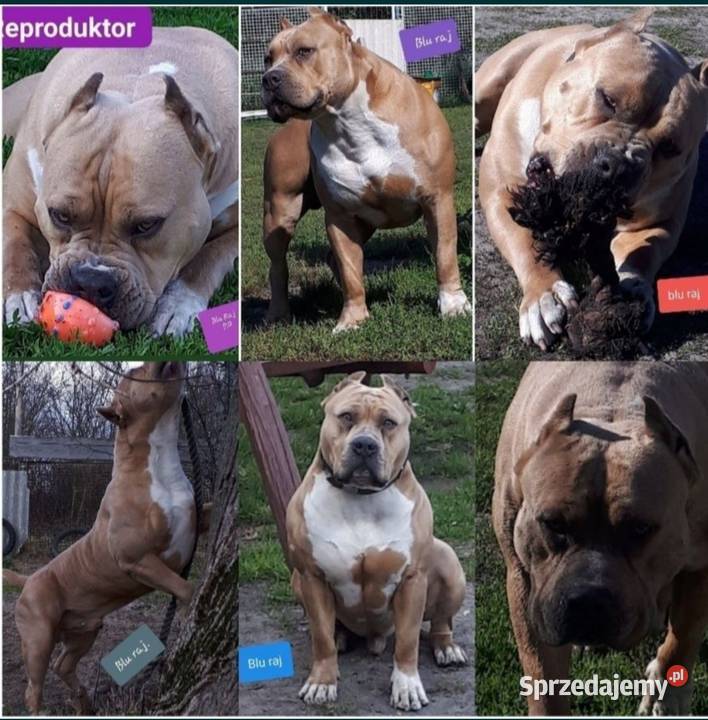 Facebook Blu raj hodowla Amstaff Instagram Amstaff Dęblin