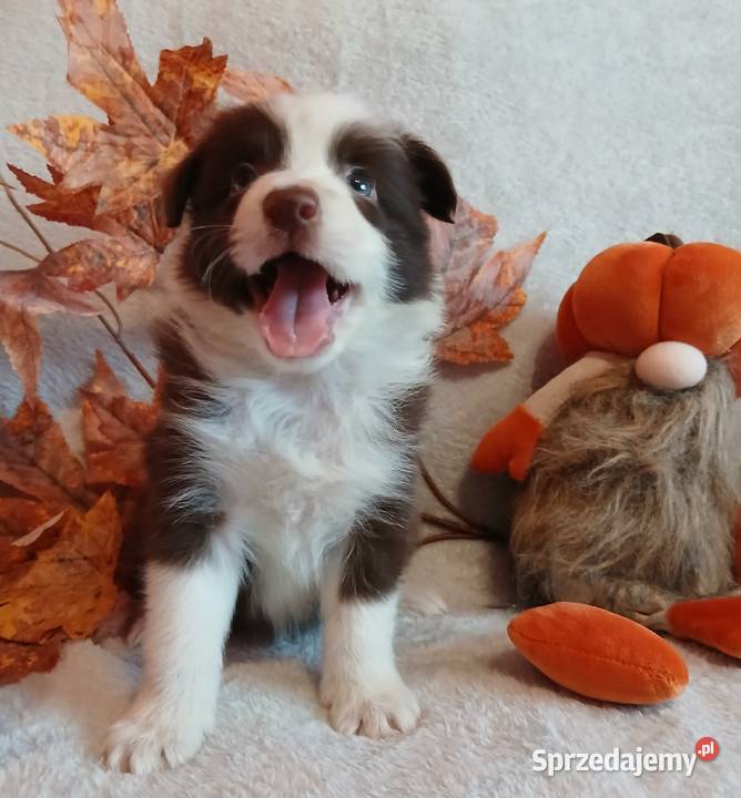 Border collie czekoladowo białe Toruń sprzedam