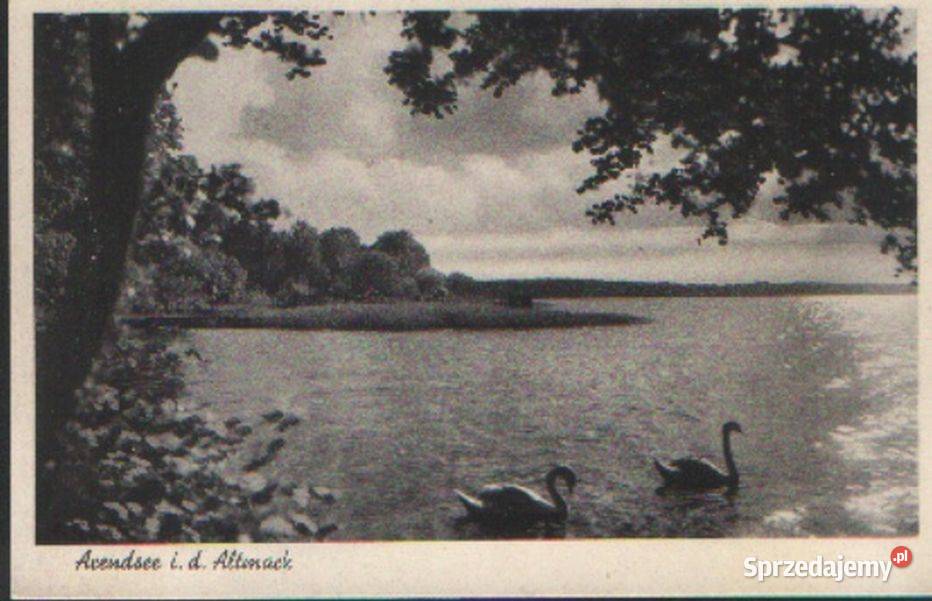 Poczt widok jeziaro para łabędzi