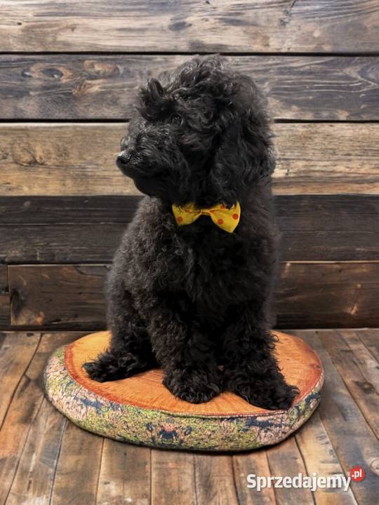 BENEK Pudel Miniaturowy Limanowa