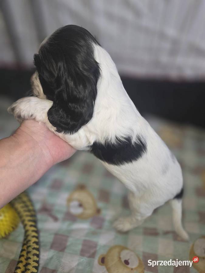 Cocker Spaniel Angielski Żelazków
