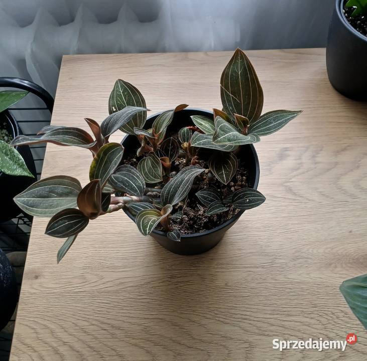 Ludisia discolor Hemaria ludisja storczyk jewel Częstochowa