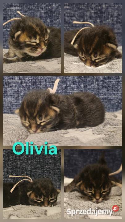 Maine coon do rezerwacji odbior lipiec Szczecin