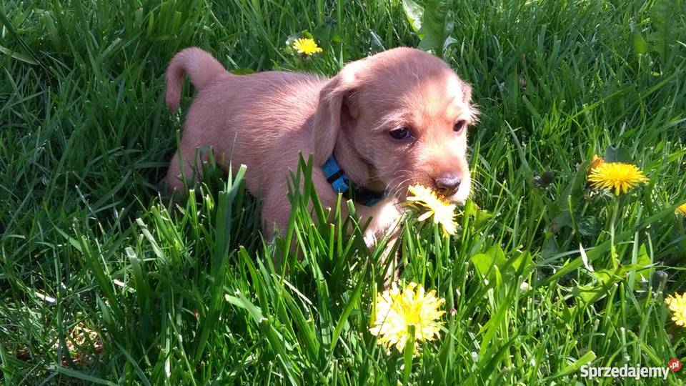 Szczenięta Basset fauve de bretagne rodowodowe