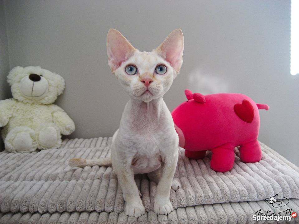 DEVON REX kocurek CHAMPIONACH Kielce