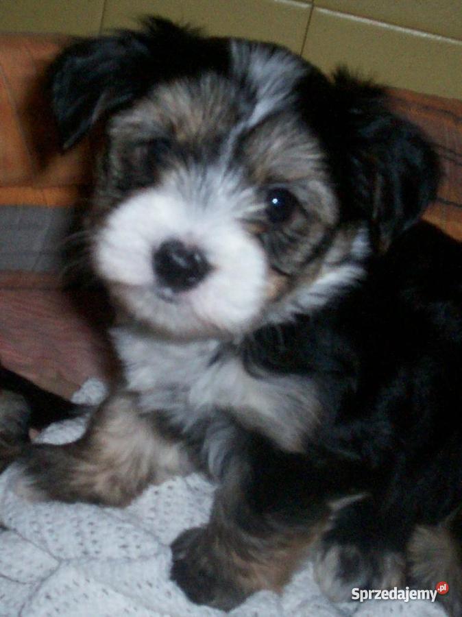 Biewer Yorkshire a la PomPon suczki Inowrocław