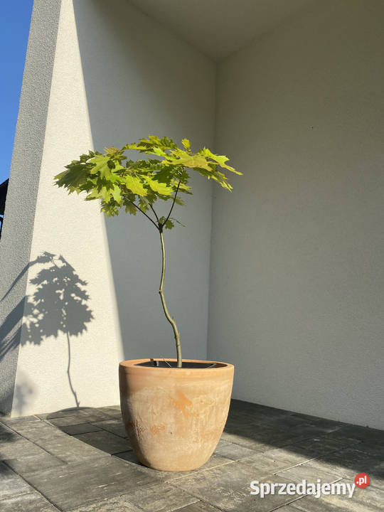 Sprzedam dęby czerwone 9 19 i 29 Rośliny wielkopolskie