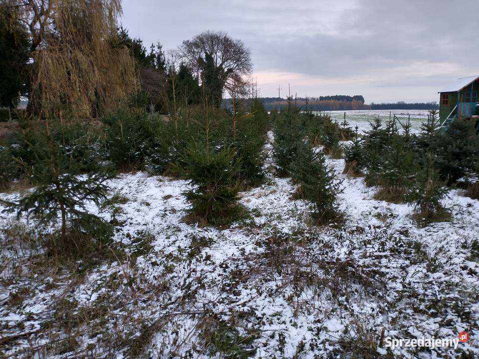 Choinka żywa świerk pospolity serbski srebrny Głogów