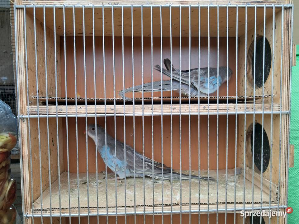 Księżniczki Walii Parka Niebieskie Bochnia