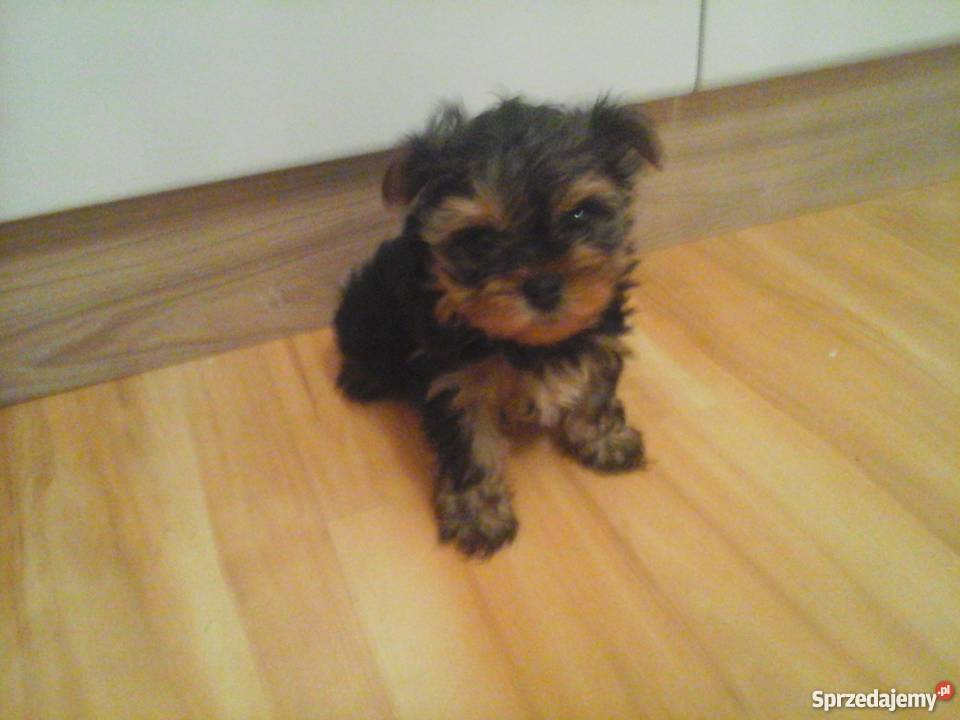 Yorkshire terrier 7 tygodni Zwierzęta wielkopolskie Konin