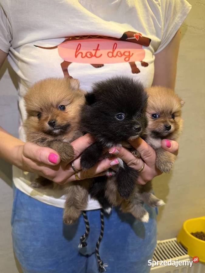 Pomeranian śliczne szczeniaczki Zduńska Wola
