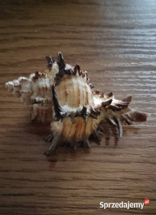 Muszle morskie kpl 19 sztuk Nakło nad Notecią