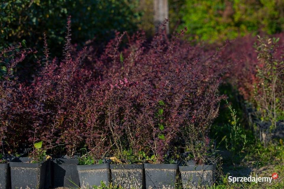 Berberys Thunberga Atropurpurea 2030 donica 3 l Rośliny sprzedam