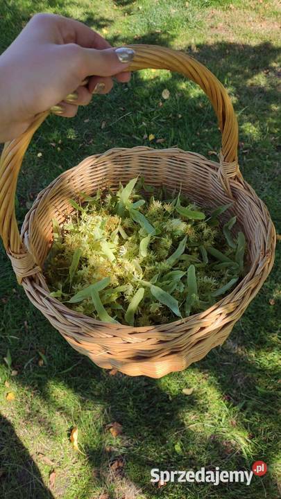 suszona lipa suszony kwiat lipy zbiór tegoroczny sprzedam