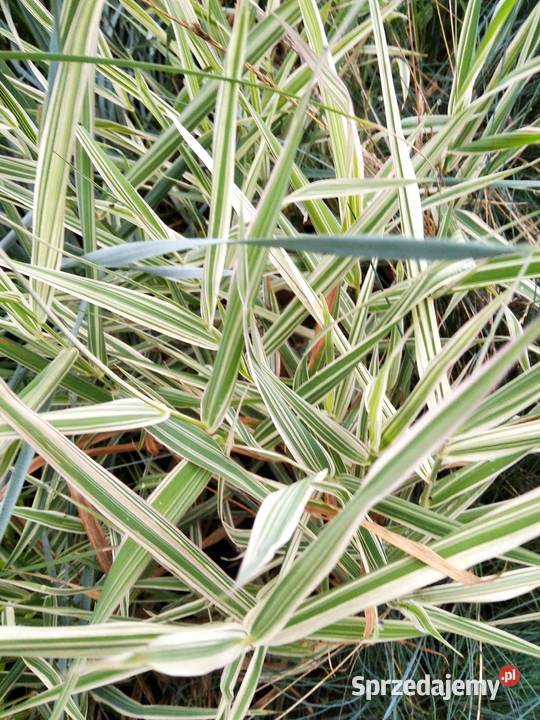 Trawy ozdobne imperata rozplenica kostrzewa Knurów