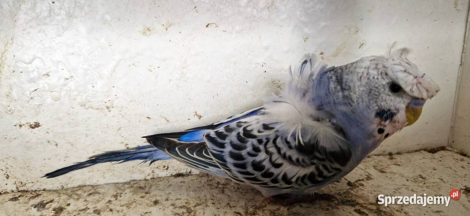 Papugi faliste helikoptery 2f Ptaki wielkopolskie Radzewo