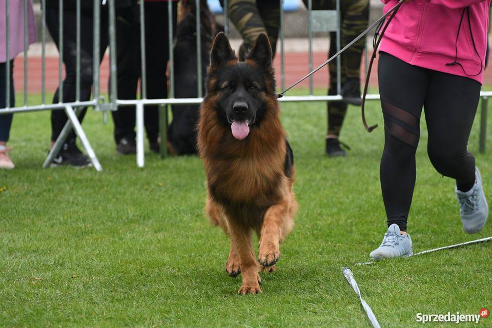 Owczarek niemiecki długowłosy FCI ZKWP Kalisz