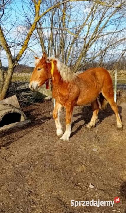 Młoda ładna Zrebica Aleksandrów